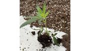 Cannabisjungpflanzen in Substrat dürfen nicht gehandelt werden. Bild: GABOT.