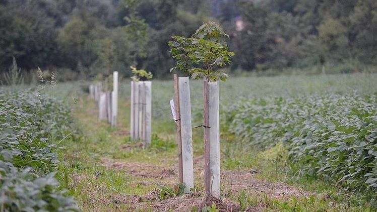 Die Baumstreifen ein halbes Jahr nach der Pflanzung in der Ackerkultur Soja. Bild: FiBL, Simona Moosmann.