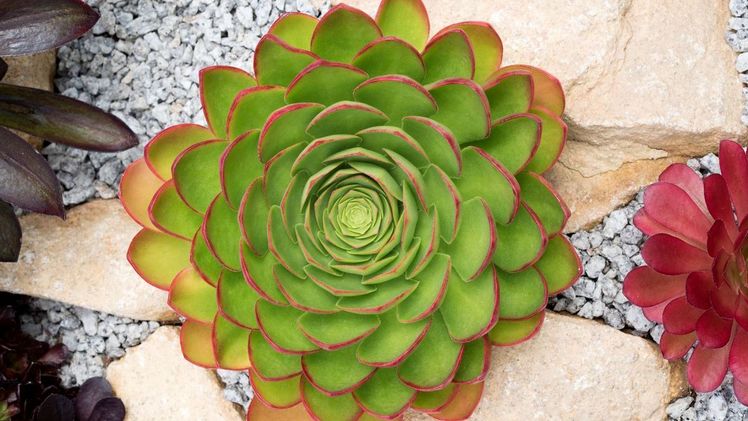 Semponium - eine bahnbrechende intergenerische Kreuzung. Bild: Concept Plants BV.