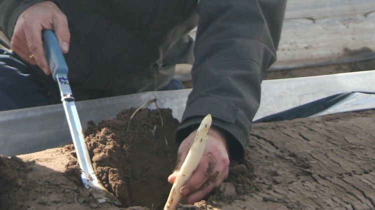 Eine Spargelfahrt steht im Zentrum einer Kleinen Anfrage im Bundestag. Bild: GABOT.