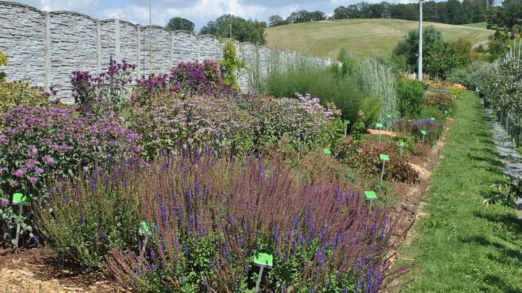 Sichtungsgarten im Arboretum Wojsławice bei der ISU Summer Days 2018. Bild: ISU.