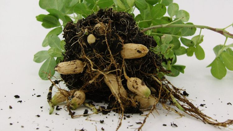 Auch in unserem Klima wächst die Erdnusspflanze. Bild: BLU-Blumen.