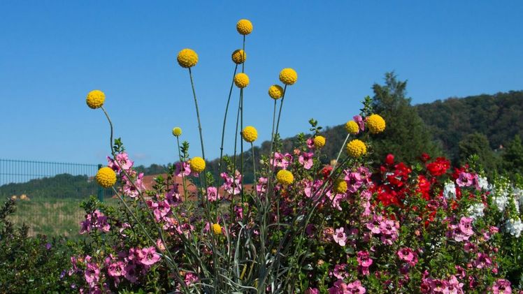 "Trommelwirbel": Der Name ist Programm, denn die langen Stiele mit den winzigen gelben, zu einer Kugel geformten Blüten, ragen wie Trommelstöcke aus dem Beet. Bild: GMH/GVMD.