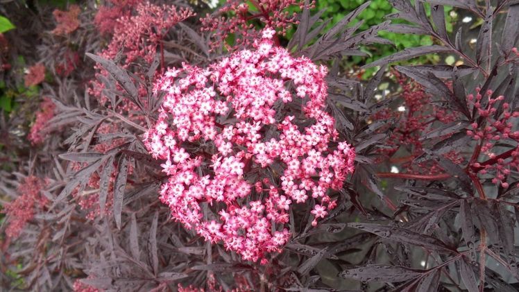 Sambucus nigra 'Cherry Lace'. Bild: Kordes Jungpflanzen.