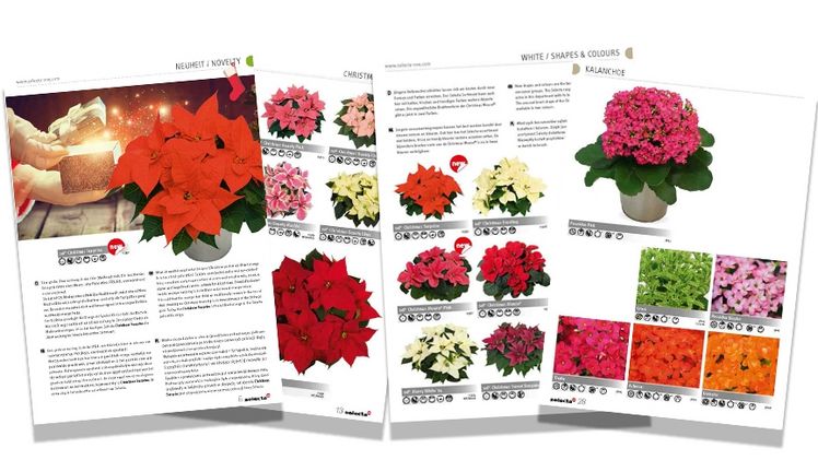Neuer Poinsettien & Kalanchoe Katalog 2021 verfügbar. Bild: Selecta one.