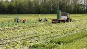 Gibt es dieses Jahr genügend Erntehelferinnen und -helfer? Bild: ji, lid.ch.