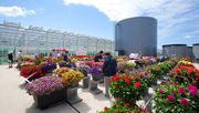 Während der Flower Trials zeigt BeekenkampPlants das reguläre Sortiment in der Halle, im Gewächshaus und in ihrem Showgarten.Bild: Beekenkamp Plants