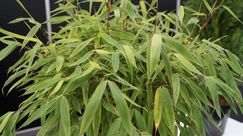 Gold: Fargesia murieliae 'Elias'. Bild: GABOT.