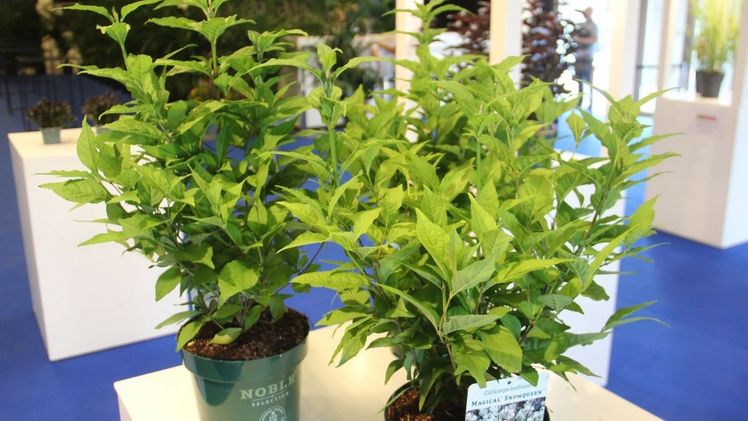 Gold: Callicarpa bodinieri 'Magical snowqueen' von De Nolf Boomkwekerij, Waregem. Bild: Florall.