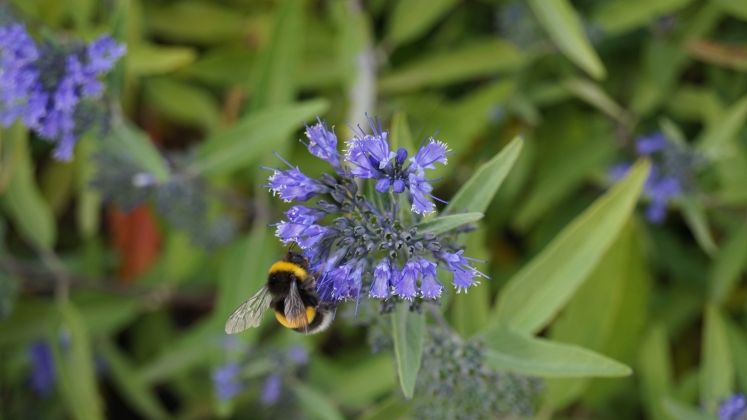 Die mit dem ökologischen Landbau verbundenen Wertschöpfungspotenziale sollen mit den Bio-Musterregionen im Land genutzt werden. Bild: GABOT.