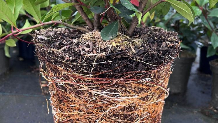 Klimafreundliche Substrat-Alternativen. Bild: Legro.