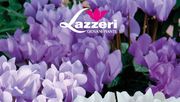 Der neue Lazzeri-Katalog rückt neue blaue Cyclamen in den Mittelpunkt. Bild: Lazzeri.