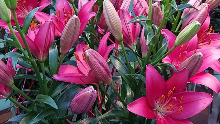 Die Dutch Lily Days finden vom 6. bis 9. Juni 2023 statt. Bild: GABOT.