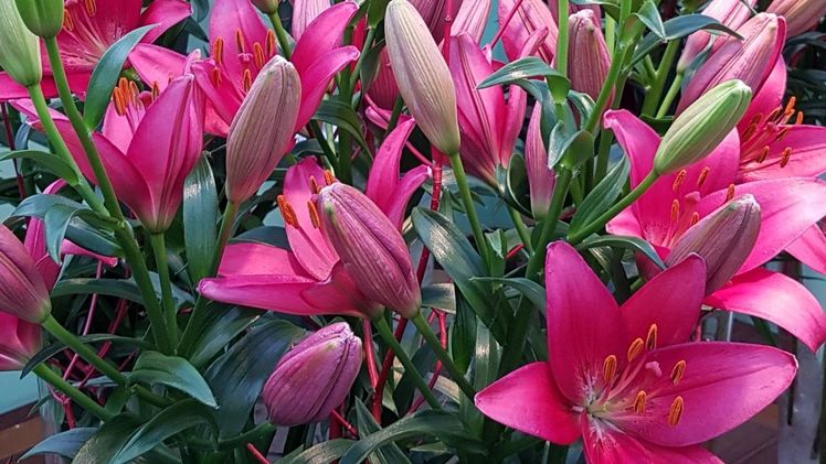 Auch die heimischen Erzeuger haben mit steigenden Kosten zu kämpfen. Bild: GABOT.