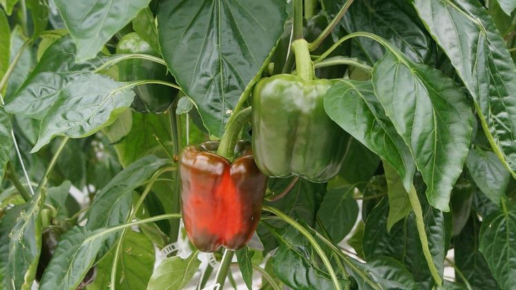 Wieso wird die Paprika rot? Bild: GABOT.