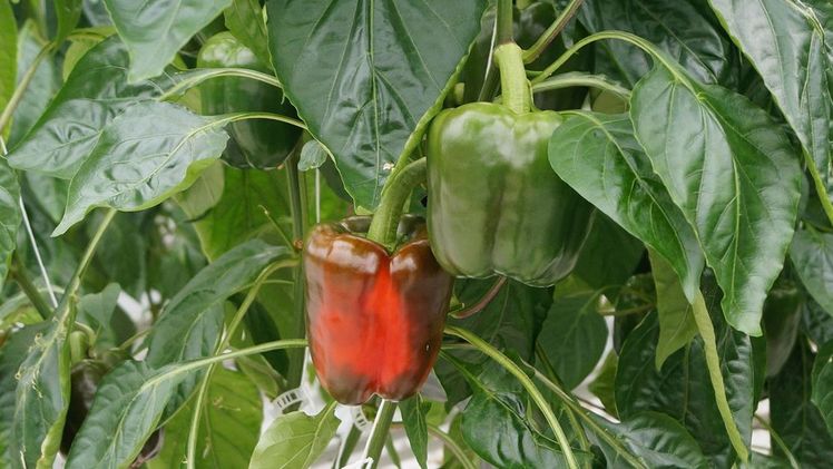 Hoogweg Paprikakwekerijen bauen an vier Standorten Paprika an. Bild: GABOT.