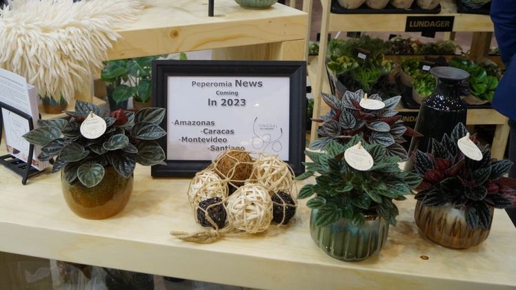 Neue Peperomia-Sorten mit südamerikanischen Namen. Bild: GABOT.