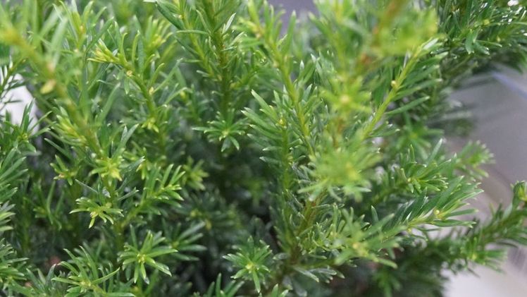 Das Konzept und der Samengarten sind Teil der Initiative "Unser Wald für Mecklenburg-Vorpommern". Bild: GABOT.