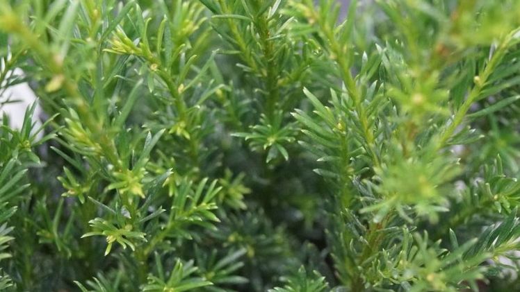 Taxus: Wurzel- und Stammfule problematisch | Gabot.de