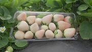 Die weißen Erdbeeren der Marke EMCO CAL haben einen exotisch-tropischen Geschmack. Bild: EMCO CAL.