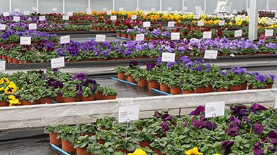 Benarys Frühjahrs Violen Trials vom 15. bis 19. Februar 2021. Bild: Benary.