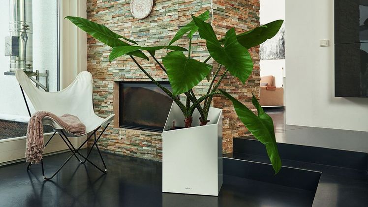 Das Pflanzgefäß CURSIVO bringt Funktionalität in Einklang mit moderner Raumgestaltung und eignet sich zur Gestaltung von individuellen Raumkonzepten. Bild: LECHUZA.