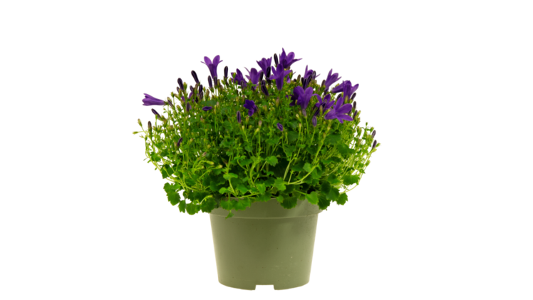 Campanula portenschlagiana - DARK GET MEE® Klon 97. Bild: Gartneriet PKM A/S.