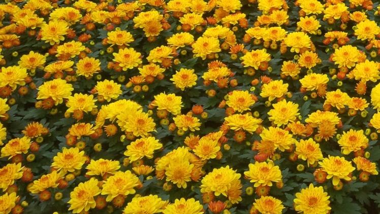 Auch für Chrysanthemen und zwölf Sorten Saisonblumen wird nun der Fc588 eingeführt. Bild: GABOT.