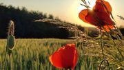 Heimische Wildpflanzen wie der Klatschmohn erweisen sich als besonders widerstandsfähig in Agrarlandschaften. Bild: Verena Schäfer.