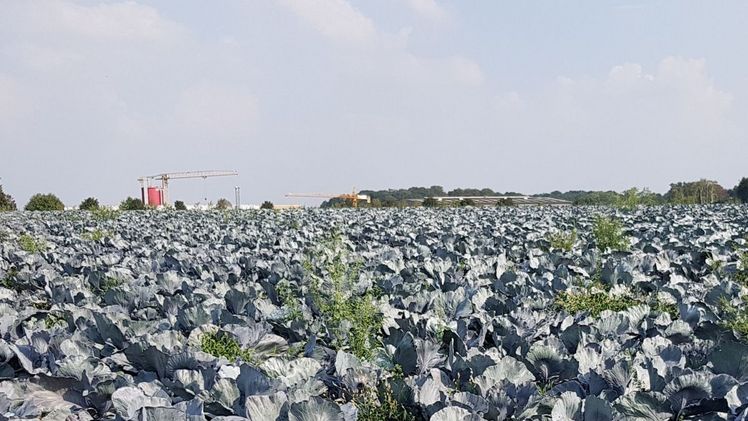 Der Profi-Tag Gemüsebau ist seit vielen Jahren ein fester Termin in der Branche. Bild: GABOT. Der Profi-Tag Gemüsebau ist seit vielen Jahren ein fester Termin in der Branche. Bild: GABOT.