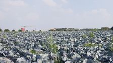 Die aktuelle Wetterlage zeigt, welche Rolle Wasser für die heimische Gemüseproduktion spielt. Bild: GABOT.