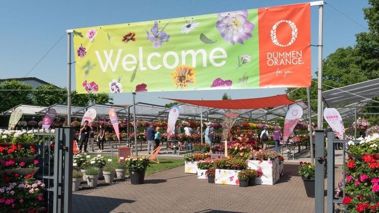 Dümmen Orange begeistert mit Portfolio und Innovationen auf den FlowerTrials® 2024. Bild: Dümmen Orange.