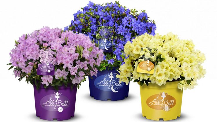 Neue Familienmitglieder-Lilly Bell Pearl.