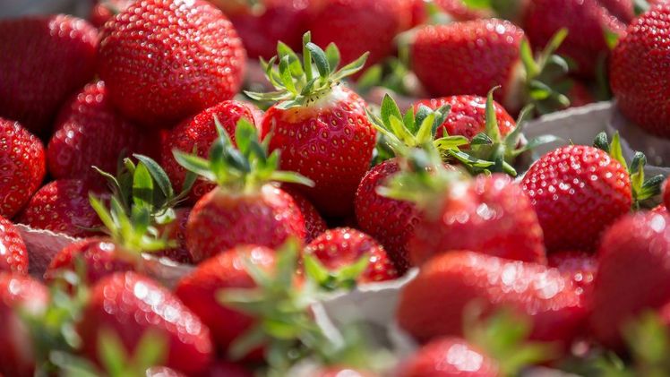 ALDI SÜD führt Förderung regionaler Landwirtschaft fort. Bild: VSSE e.V., Christoph Göckel / ALDI SÜD.