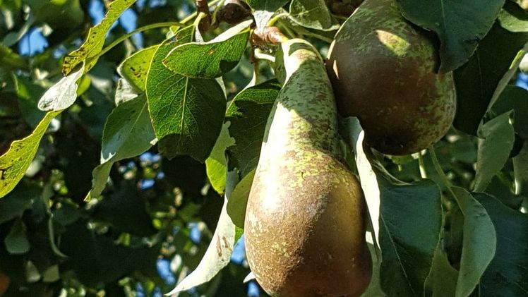 Gegen den Birnenblattsaugers darf das Pflanzenschutzmittel Surround angewendet werden. Bild: GABOT.