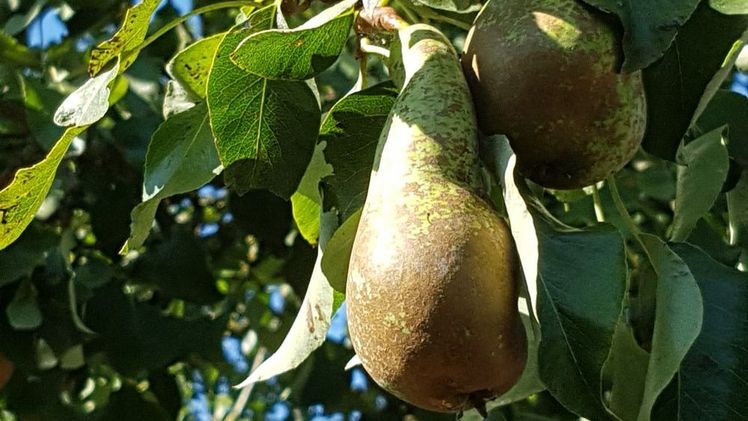 2022 bewirtschafteten in Sachsen-Anhalt 27 landwirtschaftliche Betriebe eine Baumobstfläche zum Birnenanbau von 46 ha. Bild: GABOT.