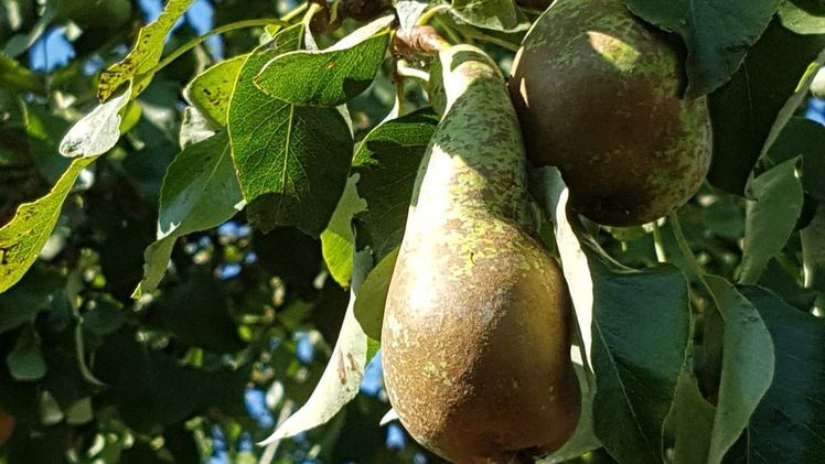 Zahl der Betriebe im Obstbau ist rückläufig. Bild: GABOT.
