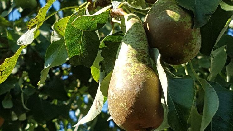 Gegen den Birnenblattsaugers darf das Pflanzenschutzmittel Surround angewendet werden. Bild: GABOT.