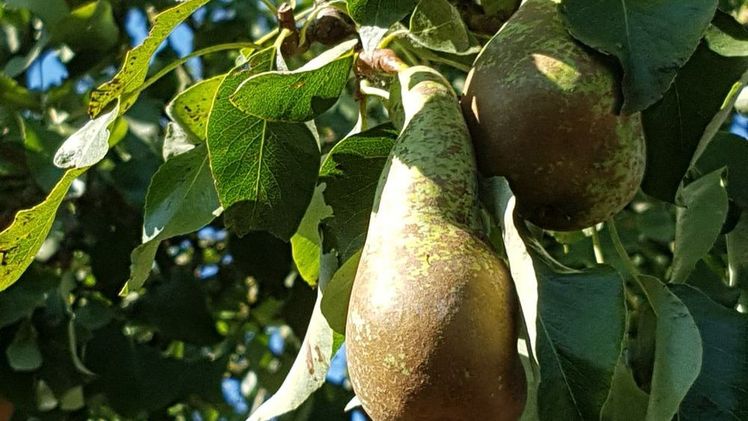 Ministerium unterstützt den Obst- und Gartenbauverein Balingen bei der Planung und Gestaltung von pflegeleichten und vielfältigen Mustergärten. Bild: GABOT.