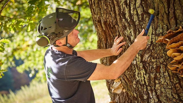 Mit Sachverstand und Erfahrung: Baumpfleger bei der Baumkontrolle. Bild: ZVG/FgB.