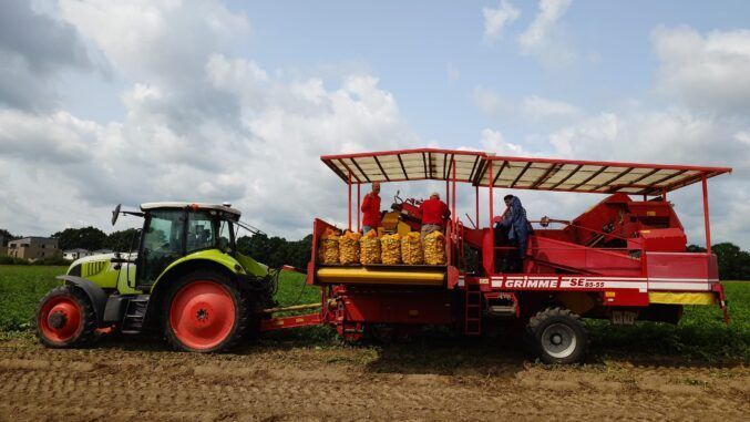Ab kommender Woche werden die neuen Kartoffeln auch in den Regalen des Lebensmitteleinzelhandels liegen Foto: Schweer/LPD.
