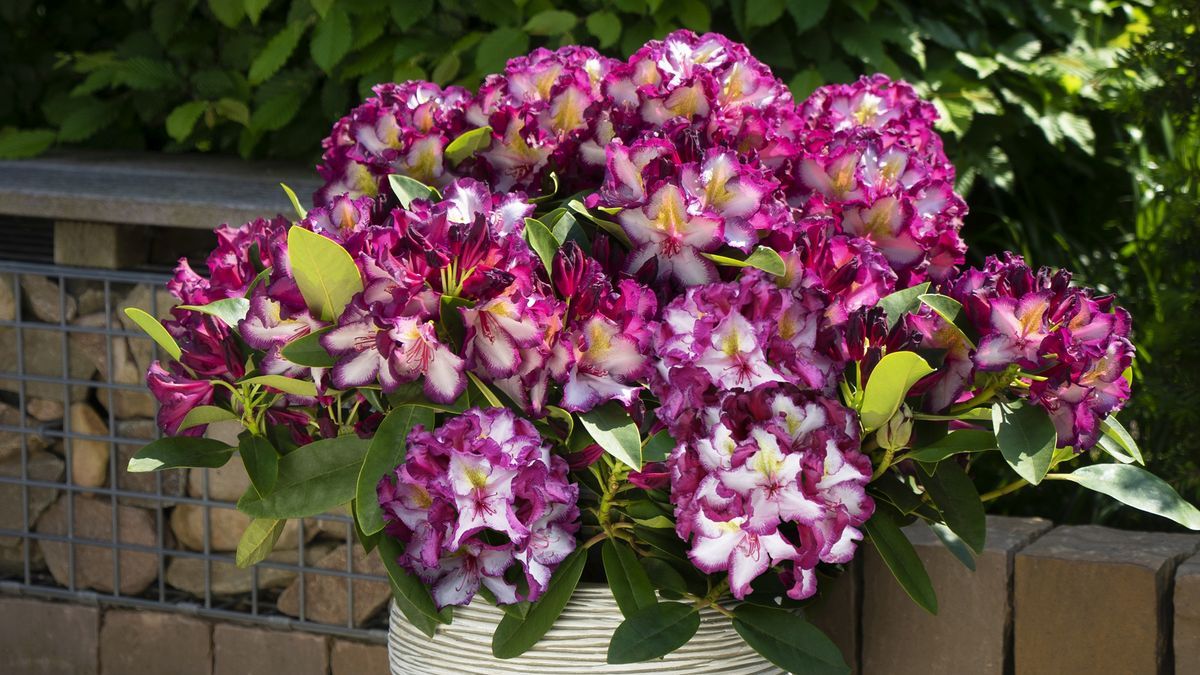 rhododendron winterhart schnellwachsend Jetzt Zwerg-Rhododendron 'Scarlet Wonder' online kaufen bei Bohlken  Pflanzenversand – Bohlken Pflanzenversand GbR main image 0
