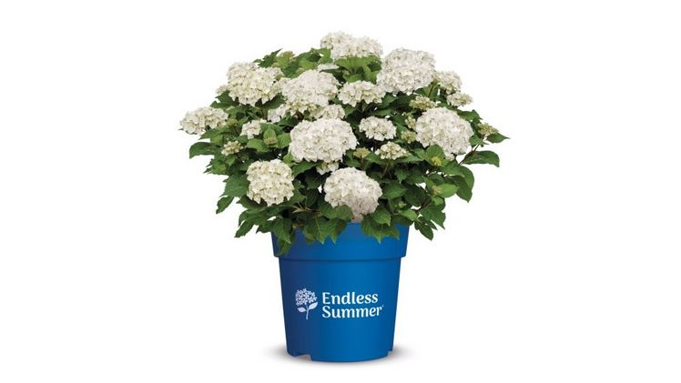 Endless Summer® DreamCloud®, eine besonders robuste, reinweiße, remontierende Hydrangea macrophylla. Bild: © Endless Summer®.