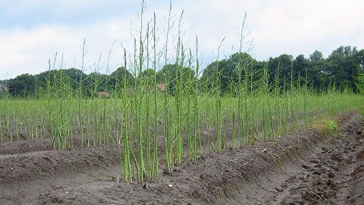 Nach der Ernte wächst der Spargel durch und die Pflanzen bilden Inhaltsstoffe für die nächste Saison. Bild: Landwirtschaftskammer NRW.