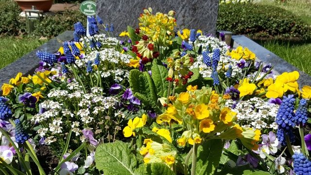 In den Farben Gelb, Weiß und Blau blühen hier Primeln zusammen mit Schleifenblumen und Traubenhyazinthen. Bild: TBF.