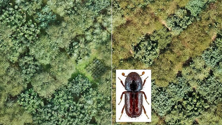 Luftaufnahme vom Baumdiversitätsexperiment IDENT bei Freiburg vor (links) und nach (rechts) der Trockenheit und dem Borkenkäferbefall im Jahr 2018. Bild: Luftaufnahmen von K. R. Kovach/ und Kupferstecher-Foto von U. Schmidt.