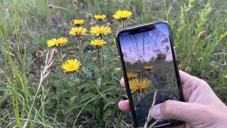 Mithilfe der App Flora Incognita lassen sich Pflanzen unkompliziert mit dem Smartphone bestimmen. Bild: Flora Incognita.