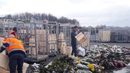 Bei Royal FloraHolland müssen viele Blumen vernichtet werden. Bild: FloraHolland. 