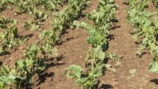Unwetter verursachen erhebliche Schaden in der Landwirtschaft. Bild: VEREINIGTE HAGEL.