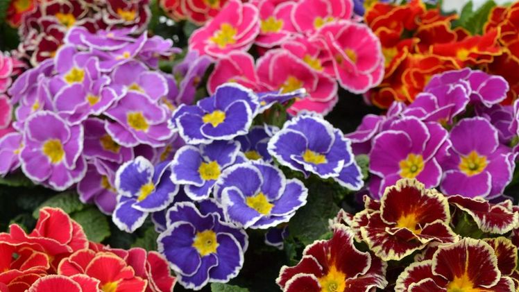 Primula acaulis 'Sparkly Mix'. Bild: Rudy Raes Bloemzaden NV.